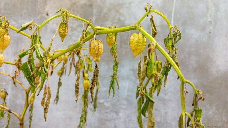 Gemalen kers:gids voor planten, groeien en verzorgen | [Uw merk-/sitenaam] 
