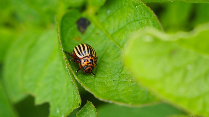 Gemalen kers:gids voor planten, groeien en verzorgen | [Uw merk-/sitenaam] 