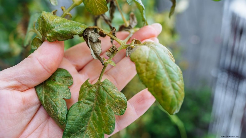 Gemalen kers:gids voor planten, groeien en verzorgen | [Uw merk-/sitenaam] 