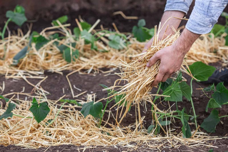 Deskundige mulchtechnieken:verminder wieden en verbeter de bodemgezondheid 