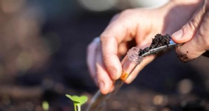 Bodemonderzoek:de sleutel tot een bloeiende tuin (en een gezondere planeet) 