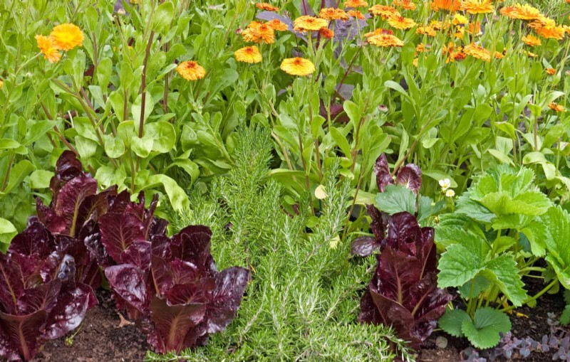 Effektive natürliche Schädlingsbekämpfung:18 bewährte Methoden für einen gesunden Garten 