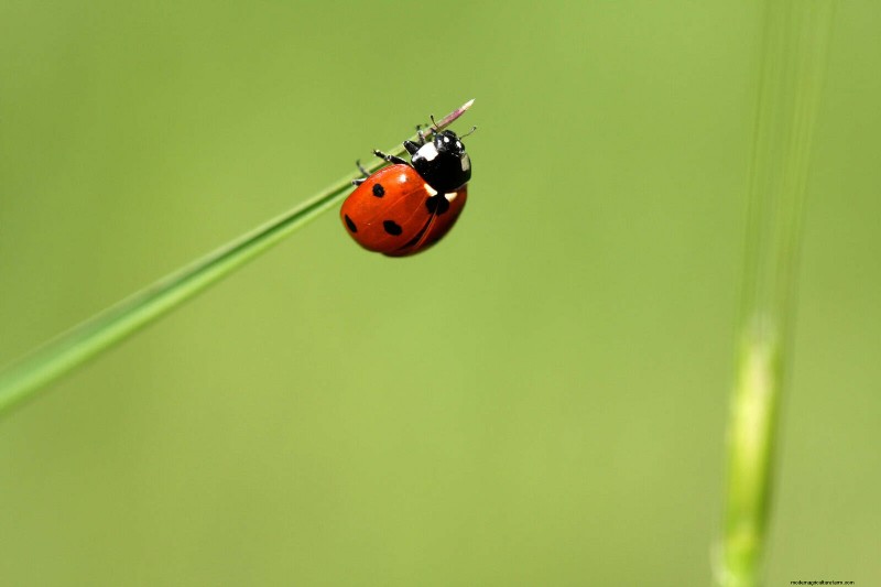 Effektive natürliche Schädlingsbekämpfung:18 bewährte Methoden für einen gesunden Garten 
