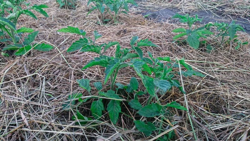 Effektive natürliche Schädlingsbekämpfung:18 bewährte Methoden für einen gesunden Garten 