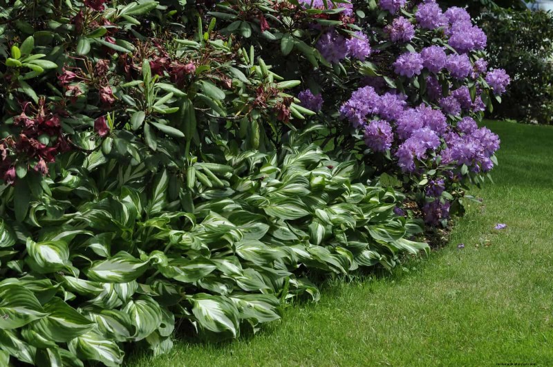 Voorkom midzomergaten:vermijd veelvoorkomende fouten bij het planten van de border 