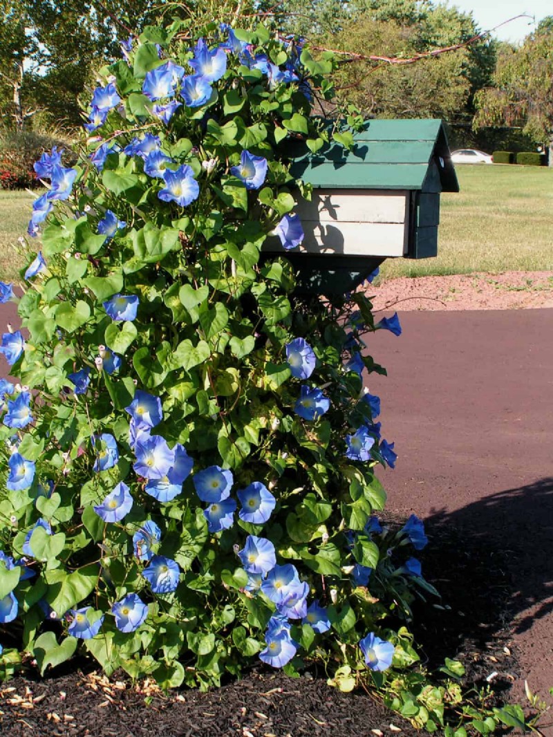 Do s en don ts van Mailbox Garden:vermijd problemen met USPS-bezorging 