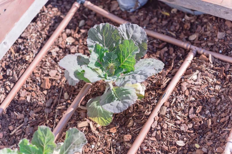 Schaduwminnende vaste planten beschermen:fouten bij blootstelling aan de zon vermijden 