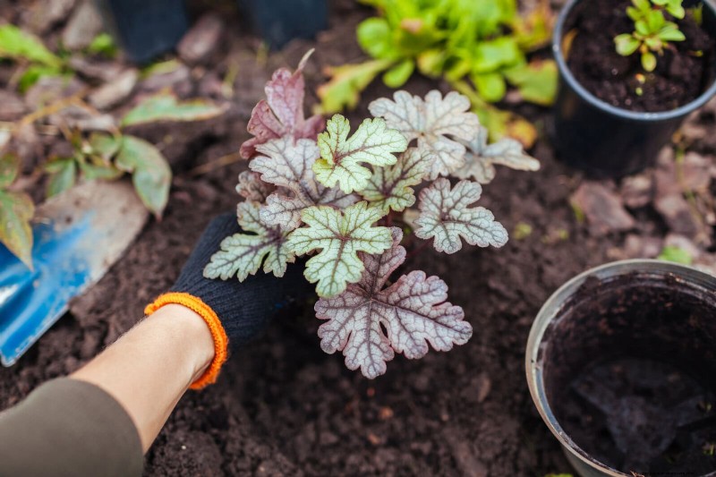 Schaduwminnende vaste planten beschermen:fouten bij blootstelling aan de zon vermijden 