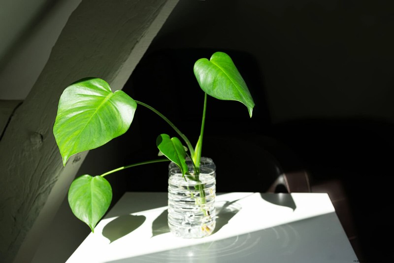 Monstera-voortplanting:tips van experts voor bloeiende uitlopers 