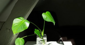 Monstera-voortplanting:tips van experts voor bloeiende uitlopers 