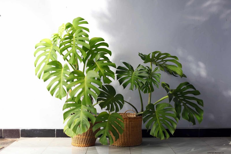 Monstera-voortplanting:tips van experts voor bloeiende uitlopers 