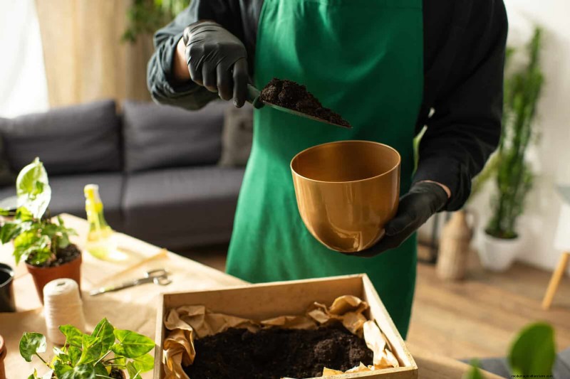 Monstera-voortplanting:tips van experts voor bloeiende uitlopers 
