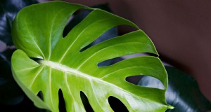 Accelera lo spiegamento delle foglie di Monstera:5 consigli comprovati per una crescita più rapida 
