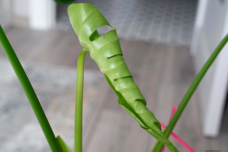モンステラの葉の展開を加速する:より早く成長させるための実証済みの 5 つのヒント 
