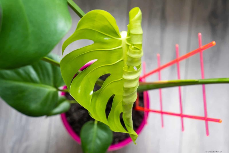 モンステラの葉の展開を加速する:より早く成長させるための実証済みの 5 つのヒント 