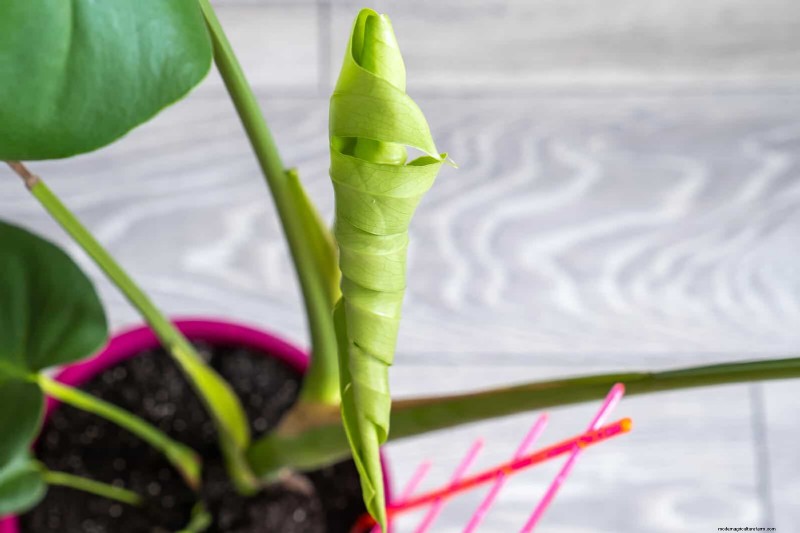 モンステラの葉の展開を加速する:より早く成長させるための実証済みの 5 つのヒント 