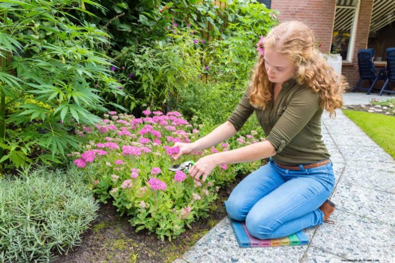 Fehler beim mehrjährigen Beschneiden:Vermeiden Sie schwaches Frühlingswachstum und maximieren Sie die Blüte 