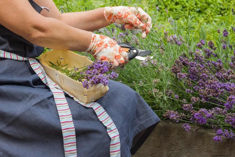 Fehler beim mehrjährigen Beschneiden:Vermeiden Sie schwaches Frühlingswachstum und maximieren Sie die Blüte 