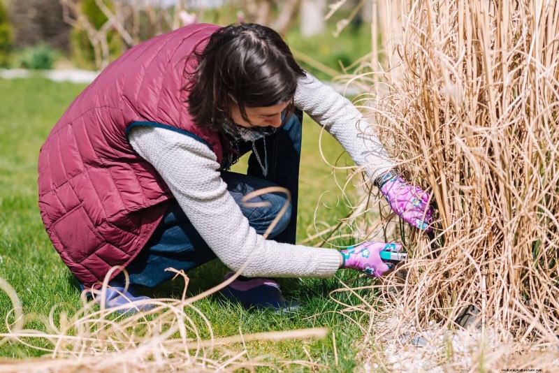 Fehler beim mehrjährigen Beschneiden:Vermeiden Sie schwaches Frühlingswachstum und maximieren Sie die Blüte 