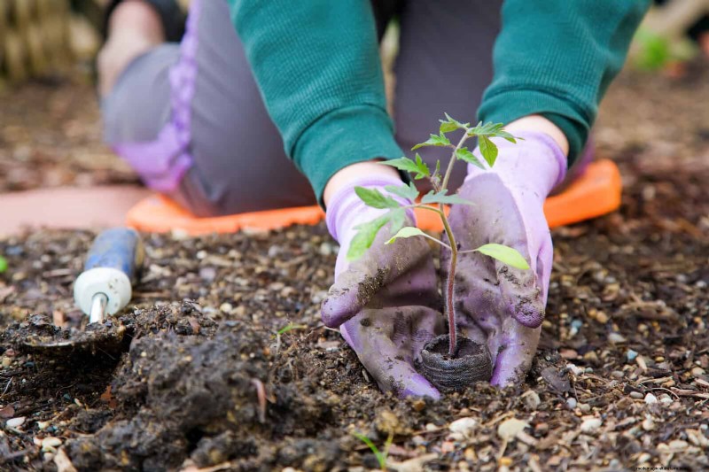 Zeitplan für die Frühjahrspflanzung:Vermeiden Sie diese 19 häufigen Fehler von USDA Zone 