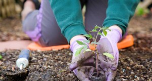 Zeitplan für die Frühjahrspflanzung:Vermeiden Sie diese 19 häufigen Fehler von USDA Zone 