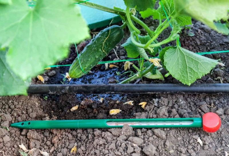 Zeitplan für die Frühjahrspflanzung:Vermeiden Sie diese 19 häufigen Fehler von USDA Zone 
