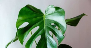 Monstera-rotatie:voordelen en nadelen voor een gezonde groei 
