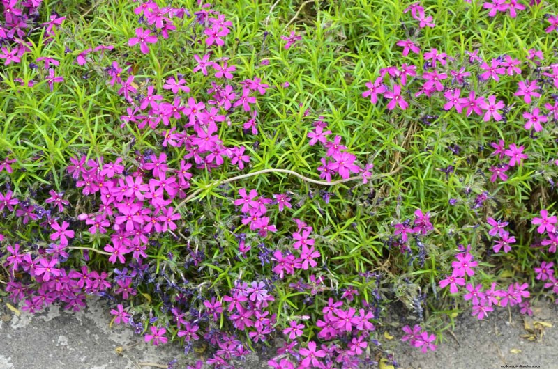 21 beste vaste planten om in april te planten voor bloei het hele jaar door 