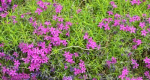 一年中花を咲かせるために4月に植えるのに最適な多年草21選 