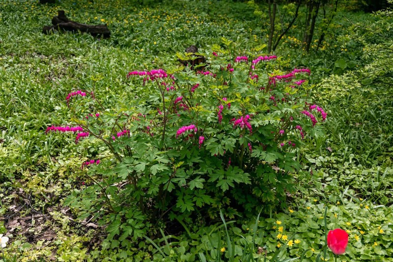 21 beste vaste planten om in april te planten voor bloei het hele jaar door 