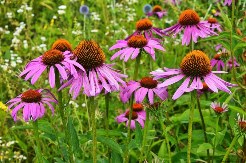 21 beste vaste planten om in april te planten voor bloei het hele jaar door 