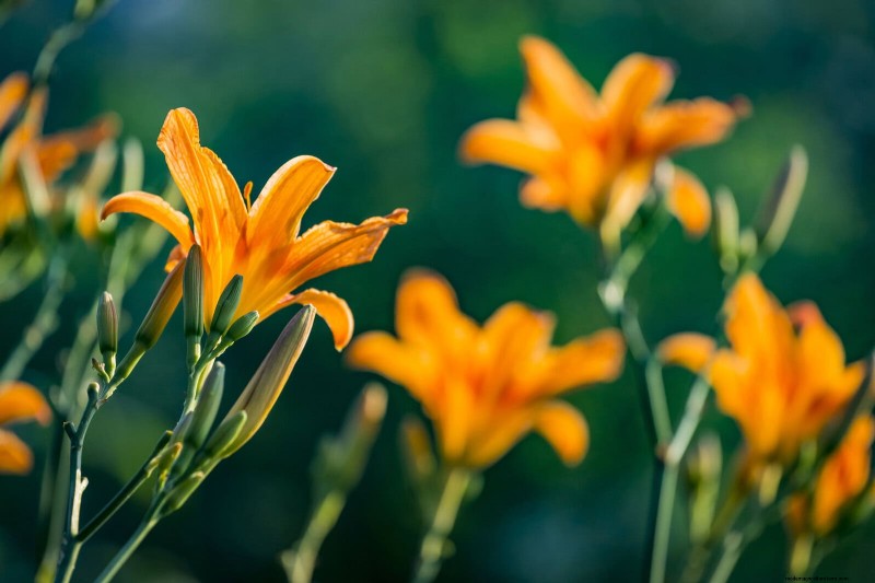 21 beste vaste planten om in april te planten voor bloei het hele jaar door 