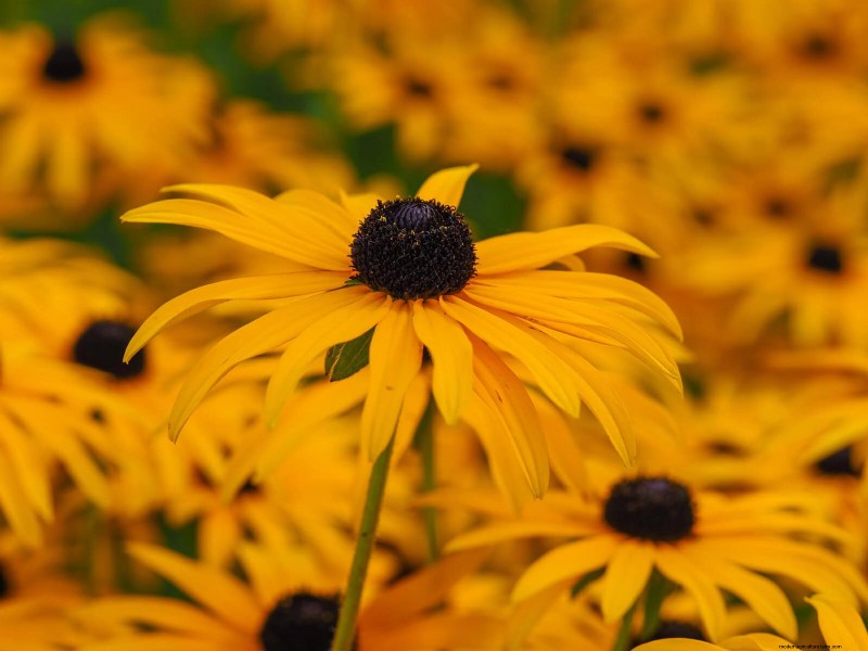 21 beste vaste planten om in april te planten voor bloei het hele jaar door 