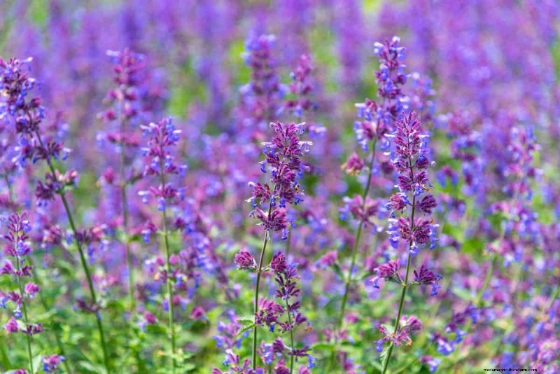 21 beste vaste planten om in april te planten voor bloei het hele jaar door 