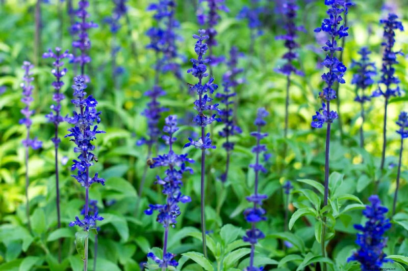 21 beste vaste planten om in april te planten voor bloei het hele jaar door 