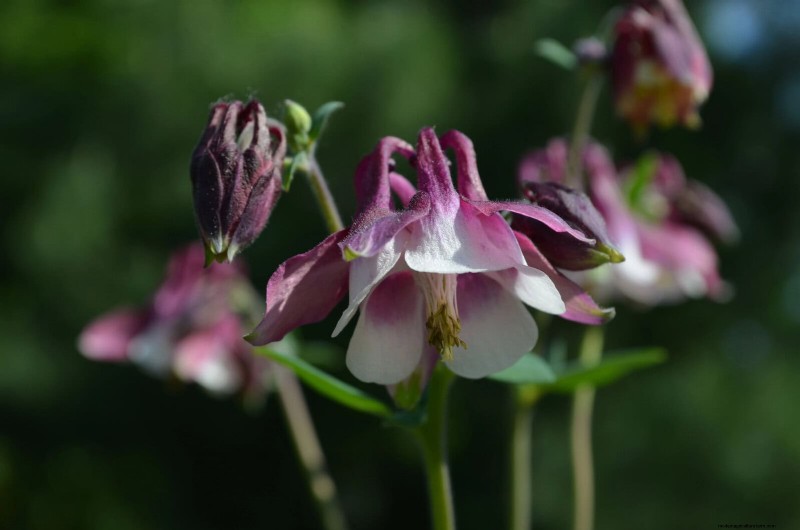 21 beste vaste planten om in april te planten voor bloei het hele jaar door 