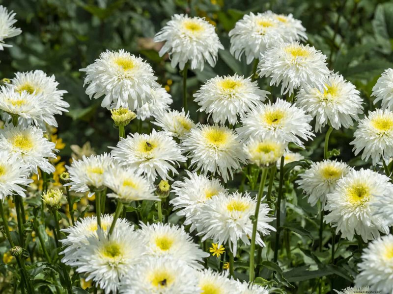21 beste vaste planten om in april te planten voor bloei het hele jaar door 