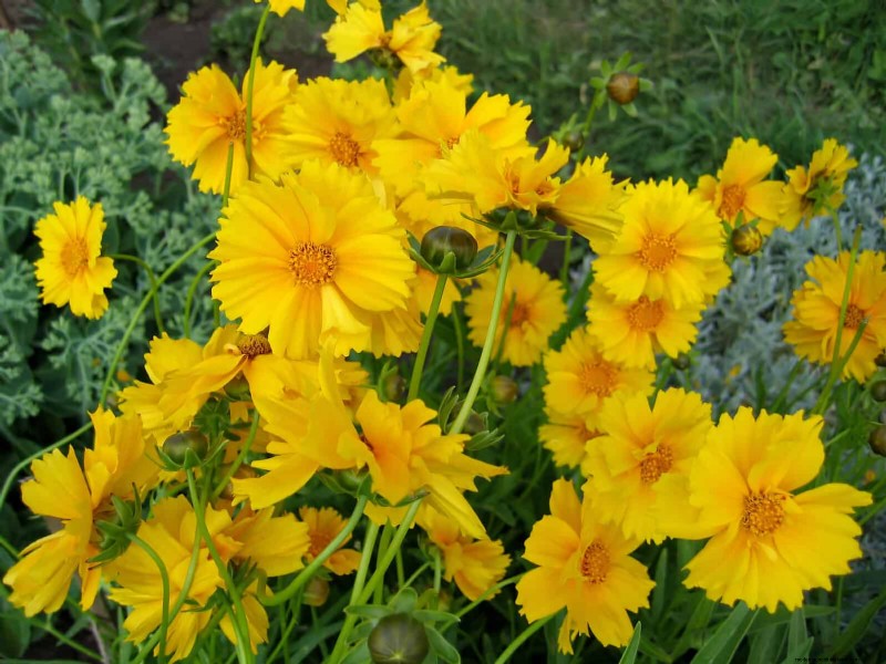 21 beste vaste planten om in april te planten voor bloei het hele jaar door 