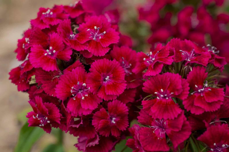21 beste vaste planten om in april te planten voor bloei het hele jaar door 