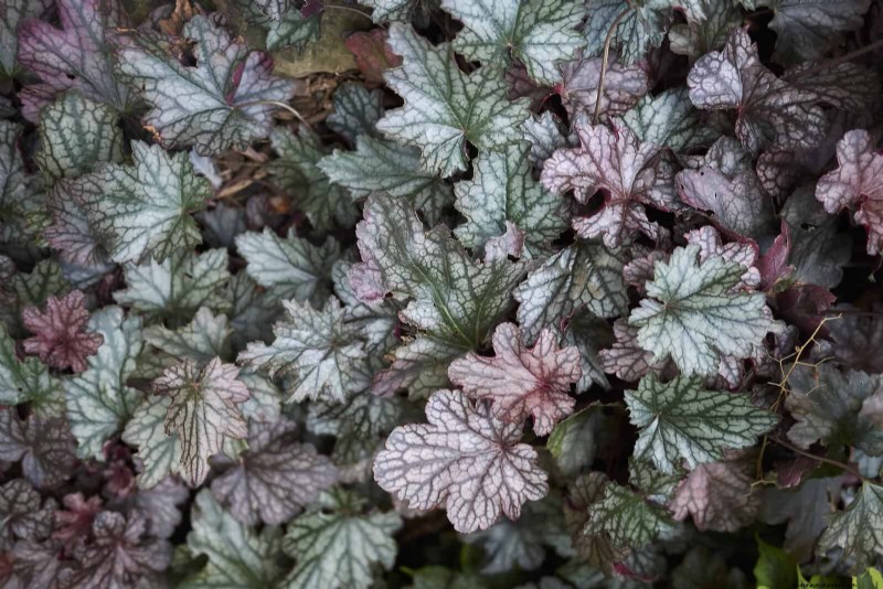 21 beste vaste planten om in april te planten voor bloei het hele jaar door 