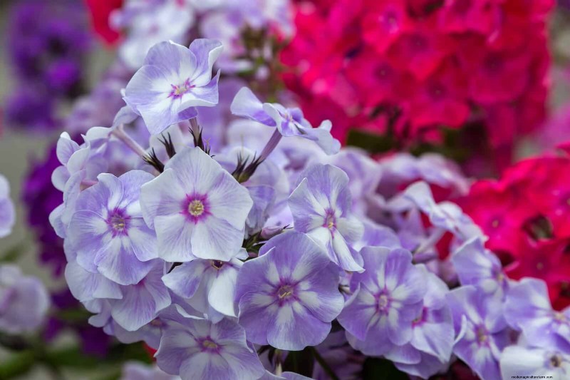 21 beste vaste planten om in april te planten voor bloei het hele jaar door 
