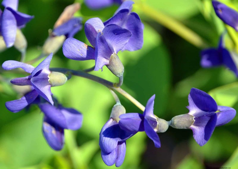 21 beste vaste planten om in april te planten voor bloei het hele jaar door 