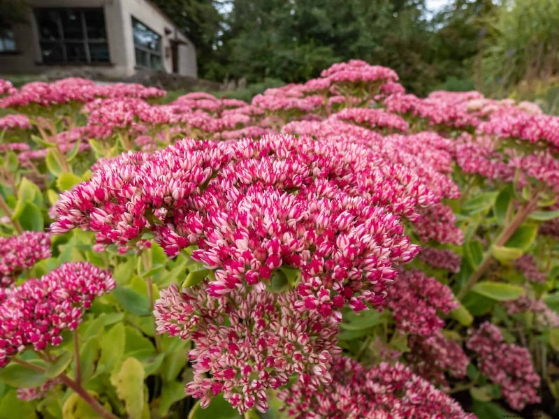21 beste vaste planten om in april te planten voor bloei het hele jaar door 
