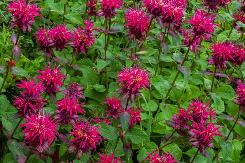 21 beste vaste planten om in april te planten voor bloei het hele jaar door 