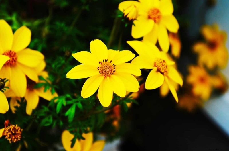 21 beste vaste planten om in april te planten voor bloei het hele jaar door 