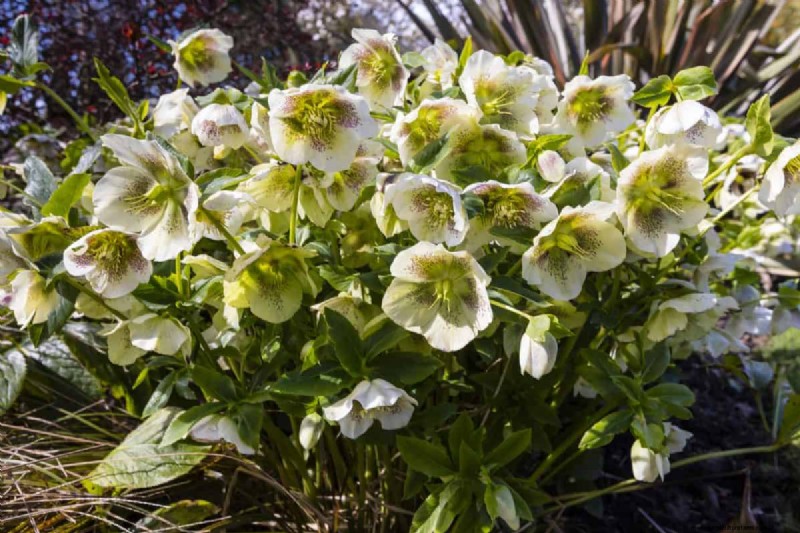 21 beste vaste planten om in april te planten voor bloei het hele jaar door 