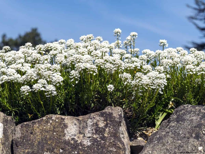 21 beste vaste planten om in april te planten voor bloei het hele jaar door 