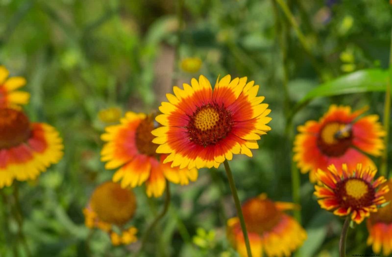 21 beste vaste planten om in april te planten voor bloei het hele jaar door 