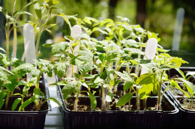 Beste planten om in potten te beginnen:een gids voor vroeg planten 