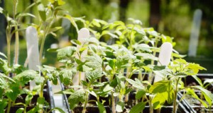 Las mejores plantas para empezar en macetas:una guía para la siembra temprana 